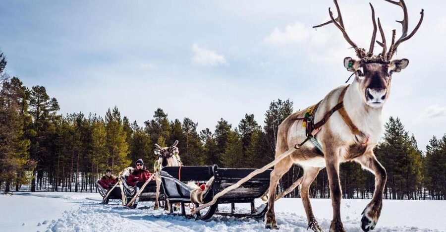 Rovaniemi: Reindeer Farm Tour with Sledge Ride & Pickup - Key points at a glance