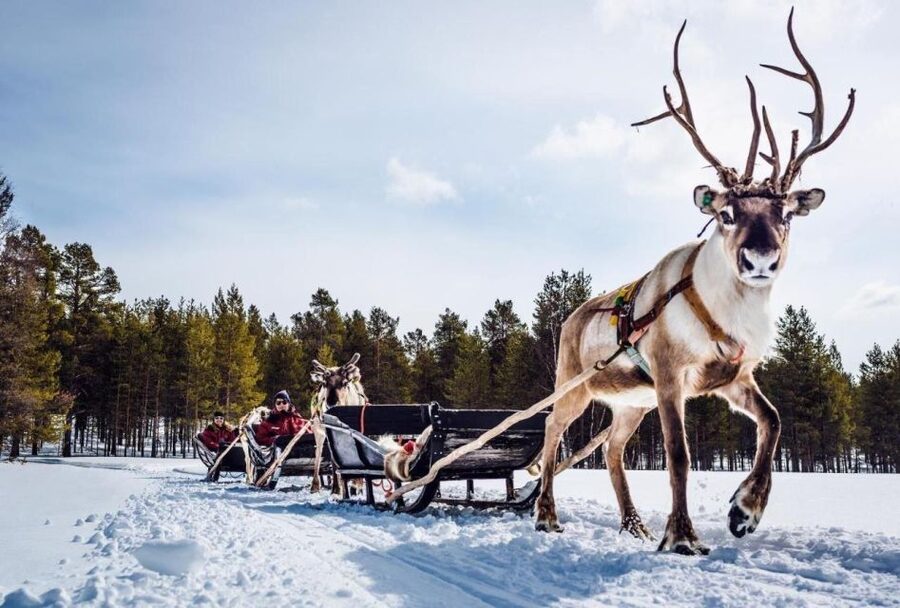 Rovaniemi: Reindeer Farm Tour with Sledge Ride & Pickup - The sledge ride depends on snow