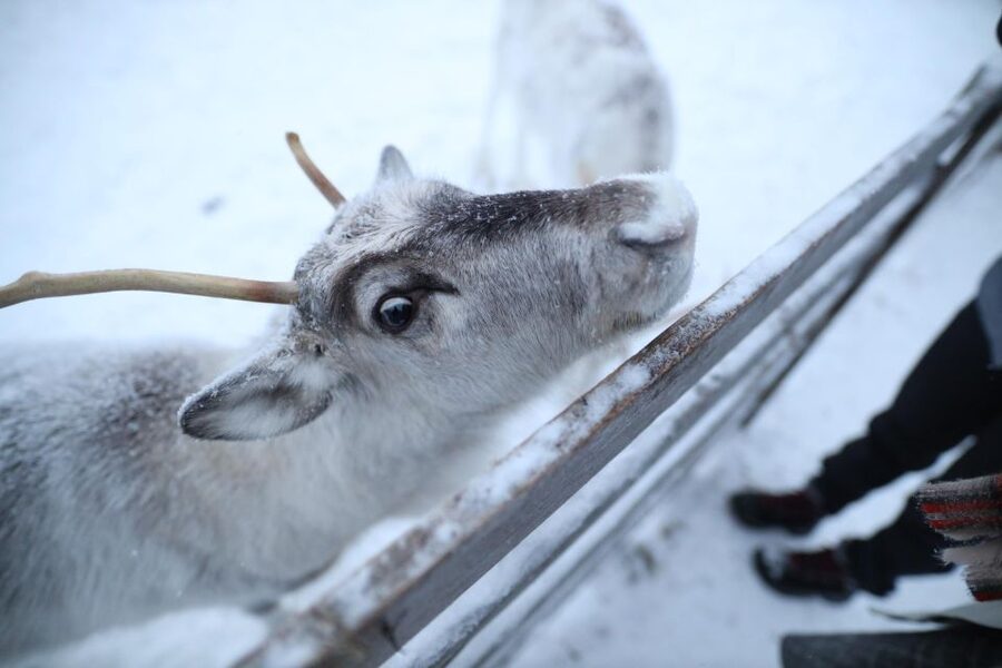 Rovaniemi: Reindeer Farm Tour with Sledge Ride & Pickup - Warming up in the herders’ house