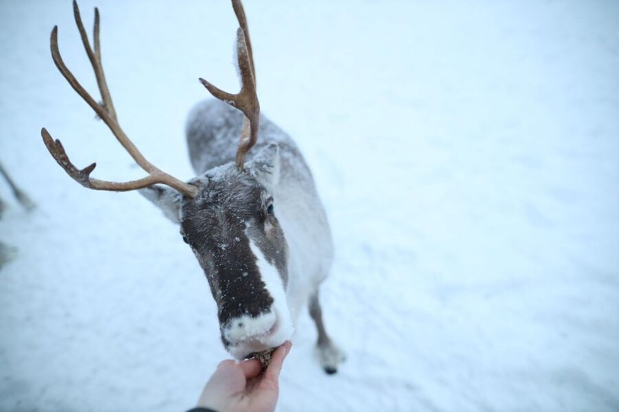 Rovaniemi: Reindeer Farm Tour with Sledge Ride & Pickup - What the $147 price really covers