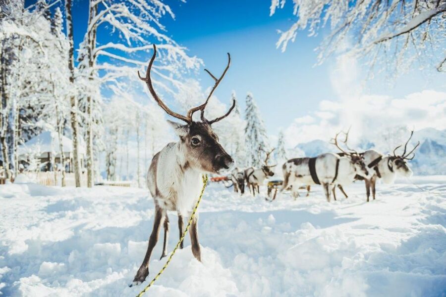 Rovaniemi: Reindeer Farm Tour with Sledge Ride & Pickup - Meeting the reindeer up close