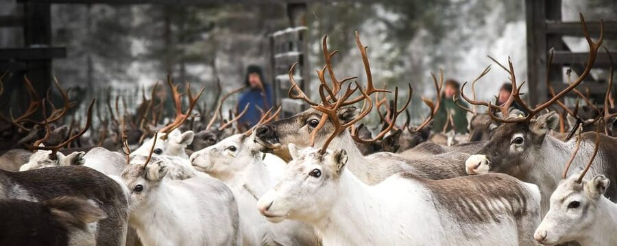 Rovaniemi: Reindeer Farm Visit and Sleigh Ride with transfer - A short ride through the snow