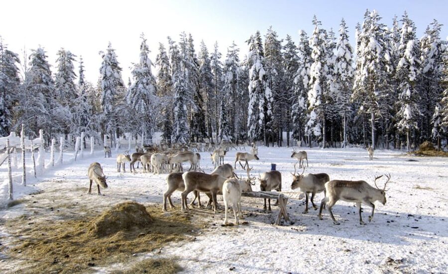 Rovaniemi: Reindeer Farm Visit and Sleigh Ride with transfer - Inside the kota hut