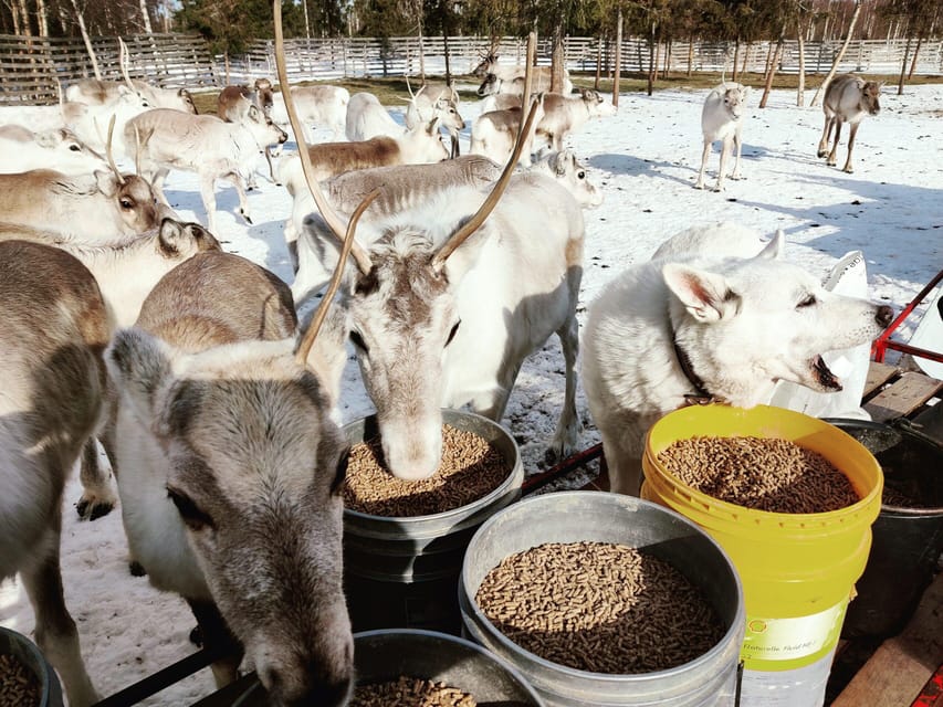 Rovaniemi: Reindeer Farm Visit and Sleigh Ride with transfer - Is $117 a fair price?