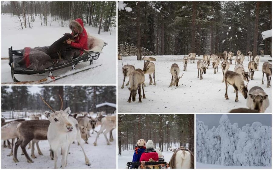 Rovaniemi: Reindeer Farm Visit and Sleigh Ride with transfer - Who will enjoy this farm visit most?