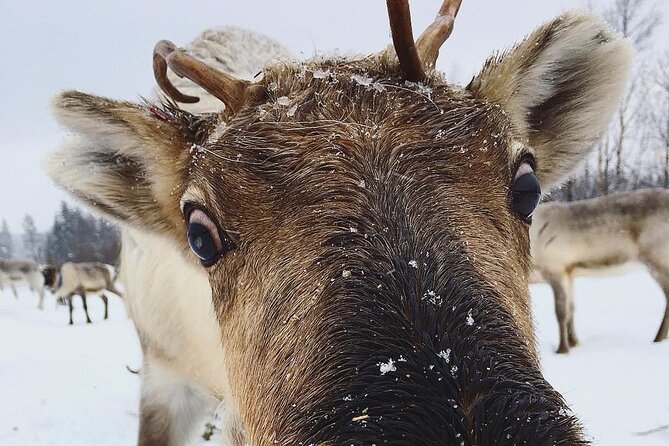 ROVANIEMI: Reindeer Farm Visit and Walking - Key points at a glance