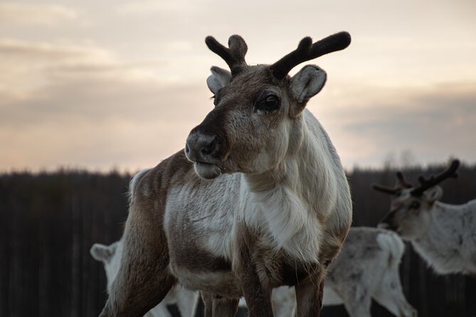 ROVANIEMI: Reindeer Farm Visit and Walking - Pickup from Poromiehentie at 9:00 in the morning