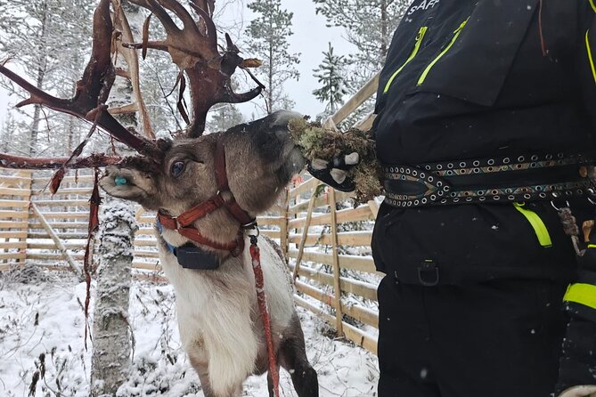 ROVANIEMI: Reindeer Farm Visit and Walking - A walk with Nuupe or another reindeer