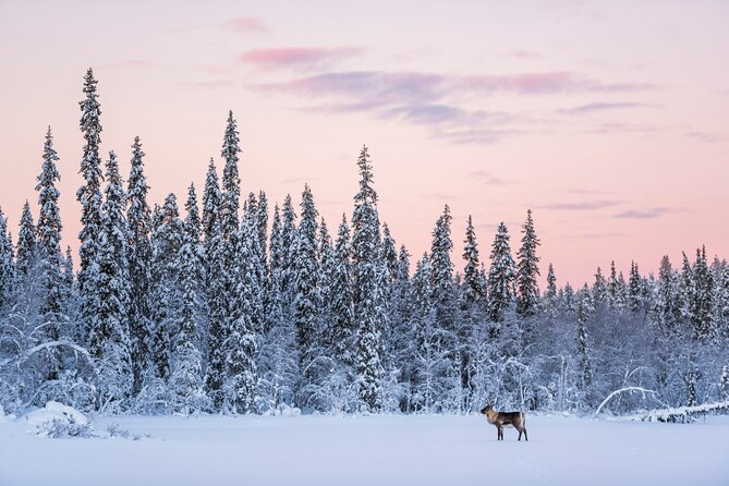 ROVANIEMI: Reindeer Farm Visit and Walking - What you learn about reindeer herding