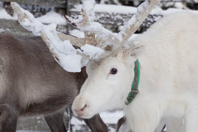 ROVANIEMI: Reindeer Farm Visit and Walking - Is $119.27 good value?