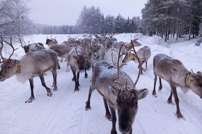 ROVANIEMI: Reindeer Farm Visit and Walking - Who will enjoy this most?