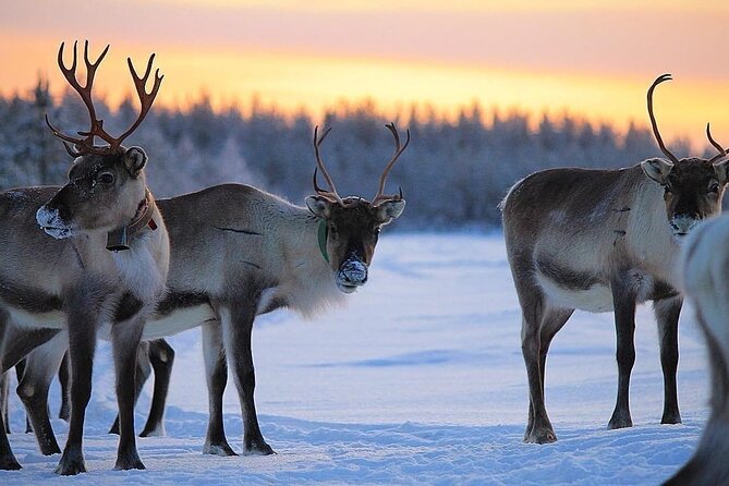 ROVANIEMI: Reindeer Farm Visit and Walking - Meeting the reindeer in their snowy surroundings
