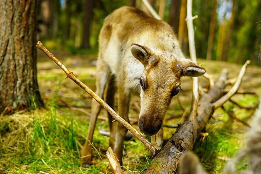 Rovaniemi: Reindeer Farm Visit in the Summer - Hearing how reindeer herding works
