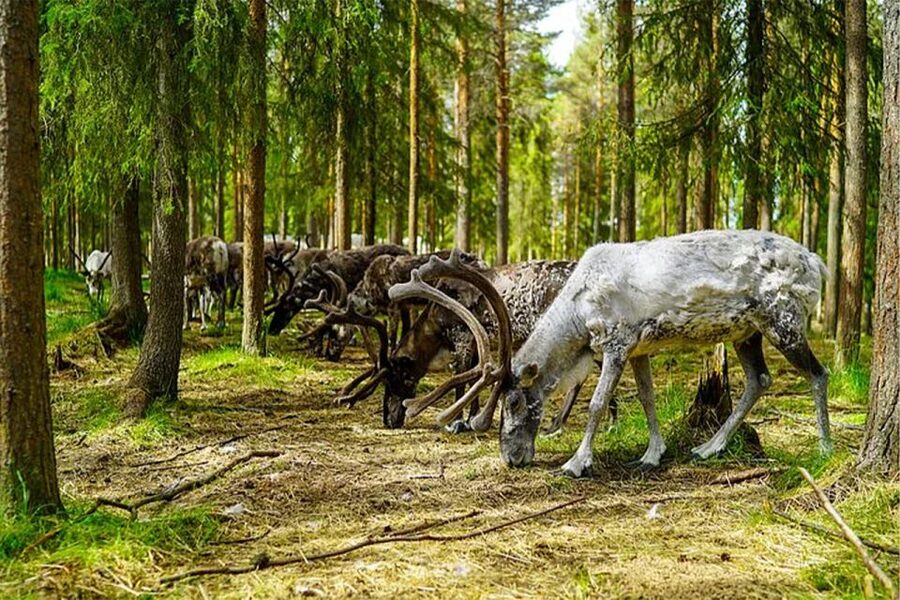 Rovaniemi: Reindeer Farm Visit in the Summer - What the two and a half hours really gives you