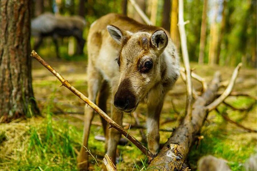 Rovaniemi: Reindeer Farm Visit in the Summer - Price and value at $146 per person