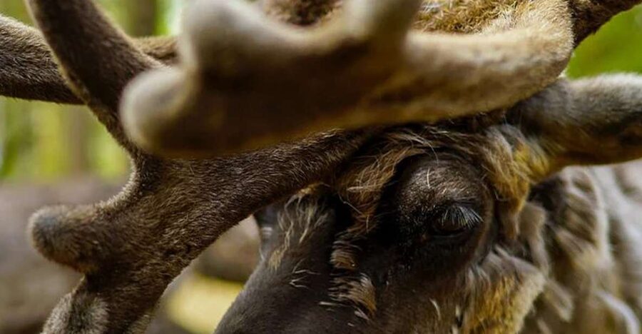 Rovaniemi: Reindeer Farm Visit in the Summer - Group size and cancellation risk