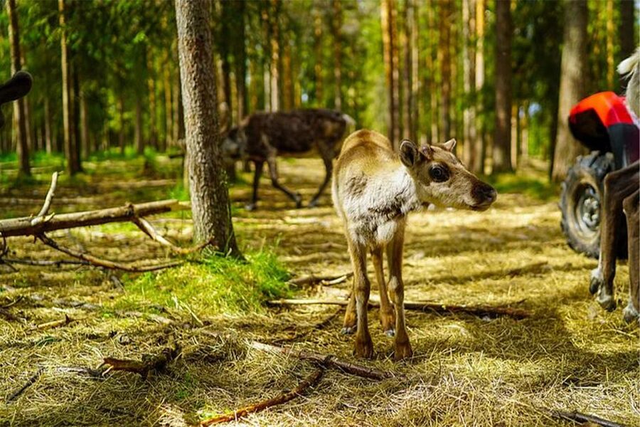Rovaniemi: Reindeer Farm Visit in the Summer - Who will enjoy this visit most