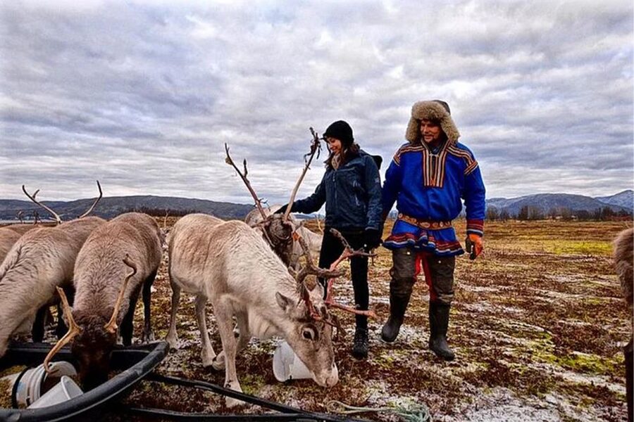 Rovaniemi: Reindeer Farm Visit in the Summer - Meeting semi-domesticated reindeer up close