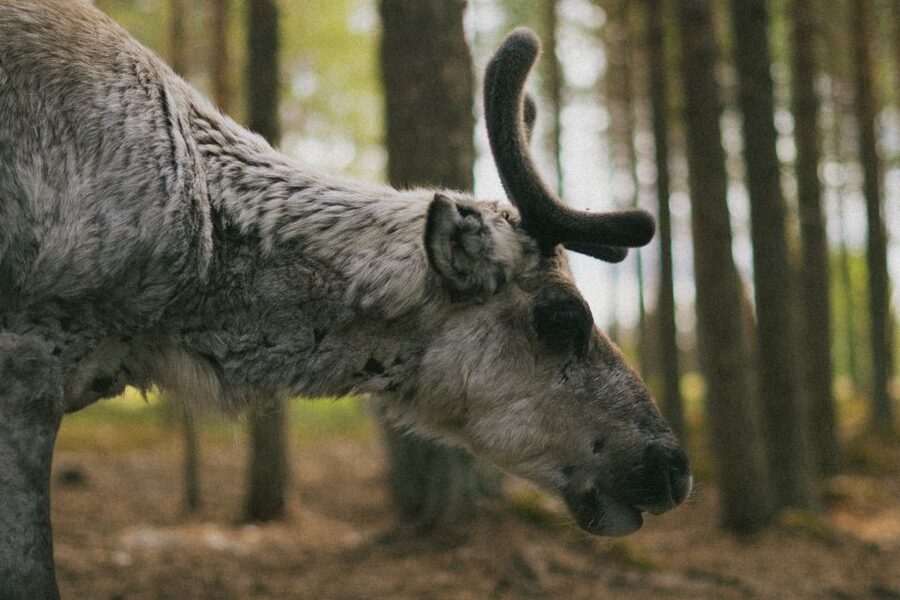 Rovaniemi: Reindeer Farm Visit with Photographer - Why This Rovaniemi Farm Visit Feels Different