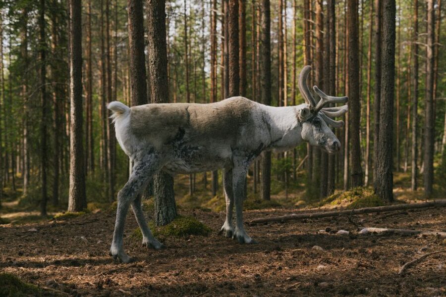 Rovaniemi: Reindeer Farm Visit with Photographer - The 400-Metre Sleigh Ride
