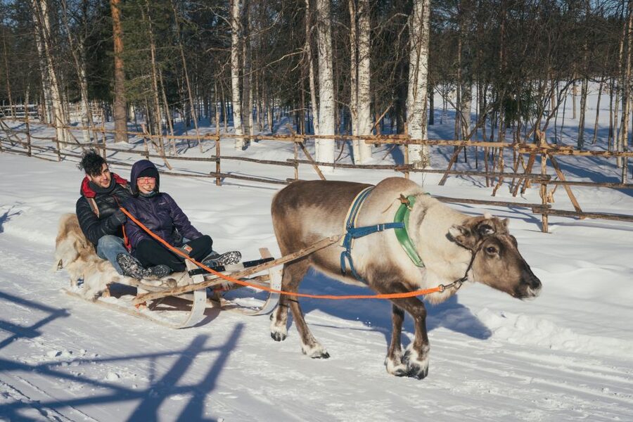 Rovaniemi: Reindeer Farm Visit with Photographer - Is the $139 Price Fair?