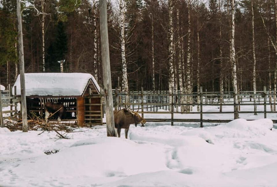 Rovaniemi: Reindeer Farm Visit with Sleigh Ride & Pickup - A short ride with a distinctly Arctic setting