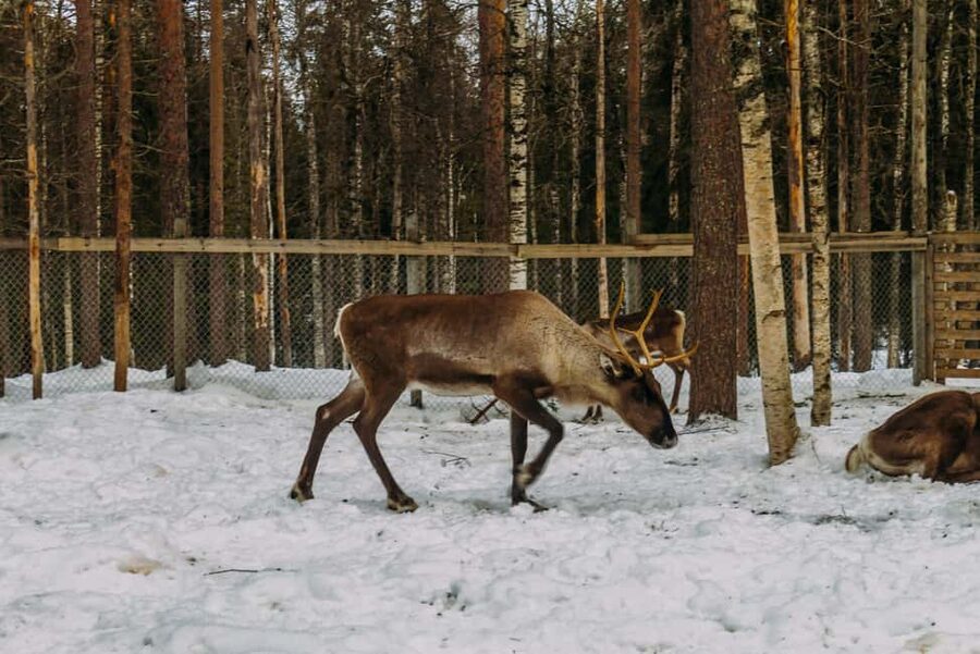 Rovaniemi: Reindeer Farm Visit with Sleigh Ride & Pickup - Fire, hot drinks, and the human side of the visit