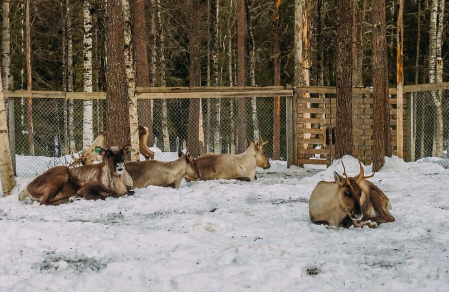 Rovaniemi: Reindeer Farm Visit with Sleigh Ride & Pickup - What the 500-meter sleigh ride feels like