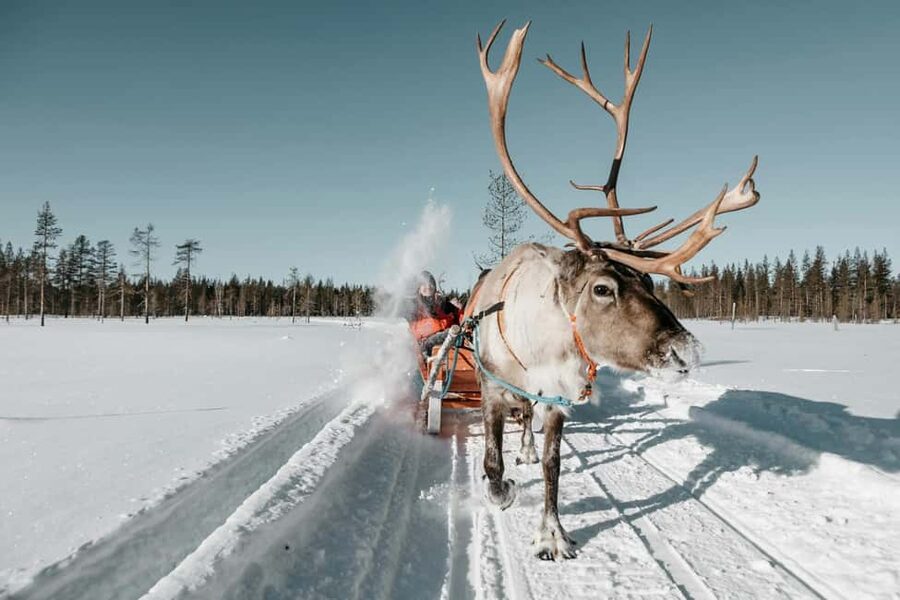 Rovaniemi: Reindeer Farm Visit with Sleigh Ride & Snacks - The traditional wooden sleigh ride