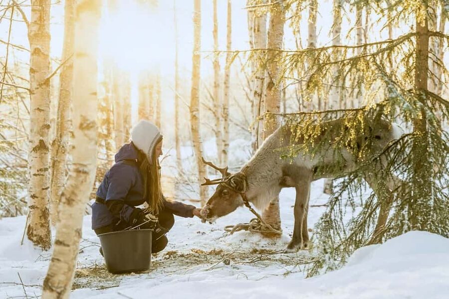 Rovaniemi: Reindeer Safari at 200-Year-Old Farm & Sled Ride - The 2.5-kilometer sled ride through snowy forest