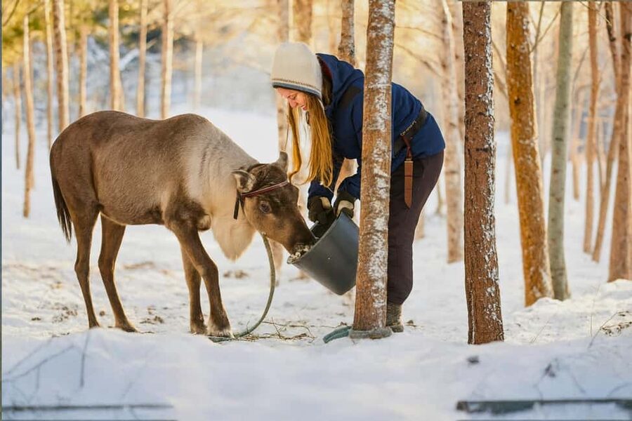 Rovaniemi: Reindeer Safari at 200-Year-Old Farm & Sled Ride - Warming up inside the traditional kota