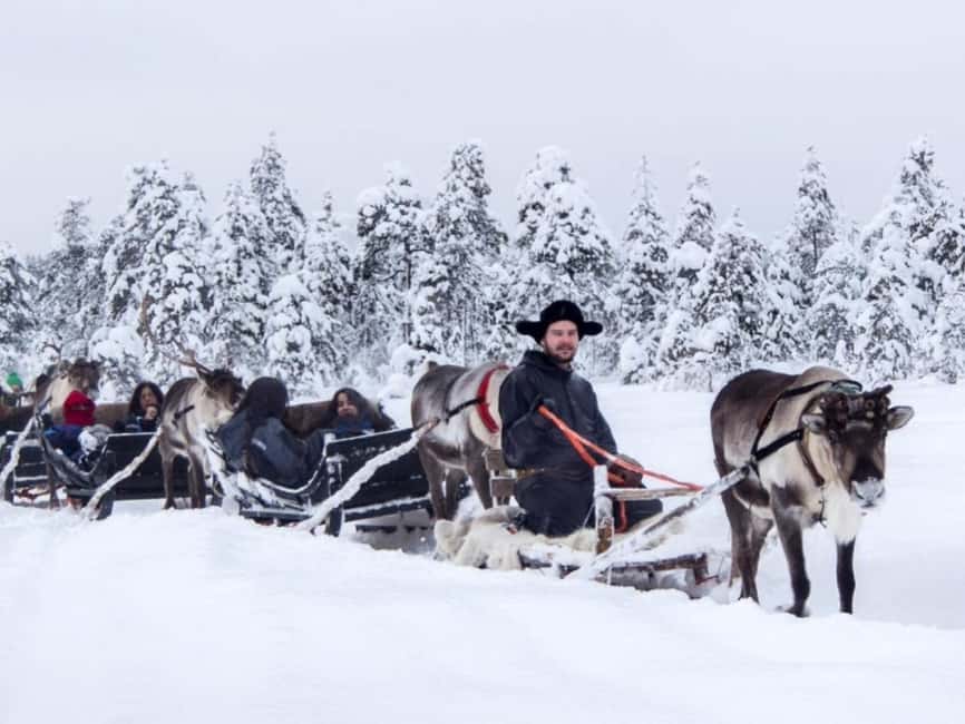 Rovaniemi: Reindeer Safari at 200-Year-Old Farm & Sled Ride - Feeding the reindeer after the ride