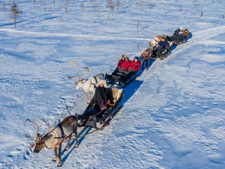 Rovaniemi: Reindeer Safari at 200-Year-Old Farm & Sled Ride - Meeting the herd at a 200-year-old reindeer farm