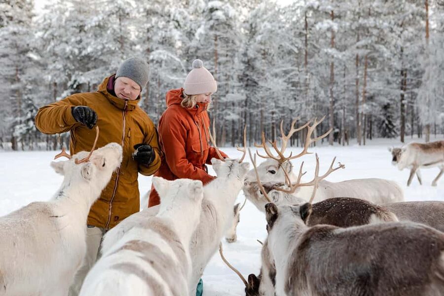 Rovaniemi: Saami Reindeer Farm Visit & Sleigh Ride - Is $129 a fair price?