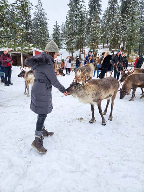 Rovaniemi: Saami Reindeer Farm Visit & Sleigh Ride - Practical details that affect your day