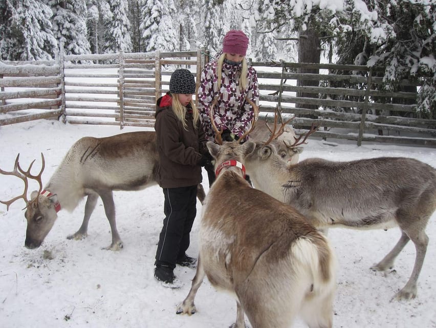 Rovaniemi: Saami Reindeer Farm Visit & Sleigh Ride - Meeting the reindeer herd