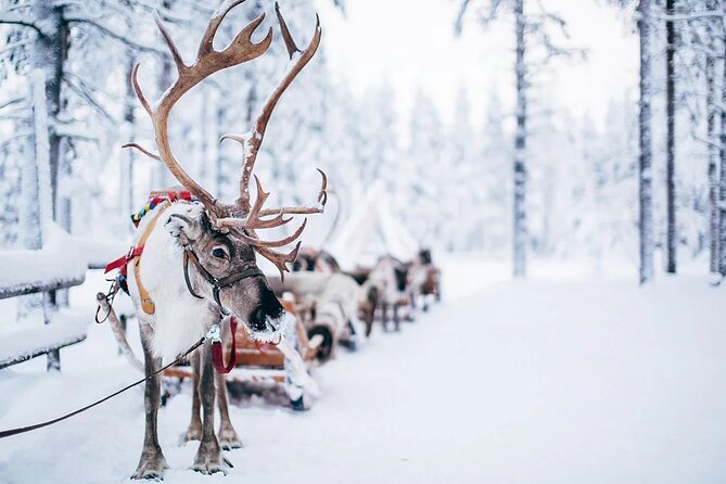Rovaniemi Santa Claus Village Husky Reindeer Farm Arctic Museum - Buffet lunch keeps the schedule moving