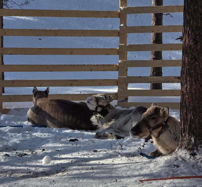 Rovaniemi:Self-drive Husky safari with a Reindeer Farm visit - What makes this outing different