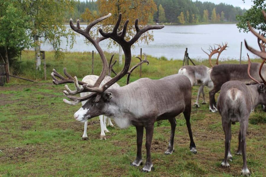 Rovaniemi: Summer/Autumn Reindeer Farm Experience - Key points to know before you book