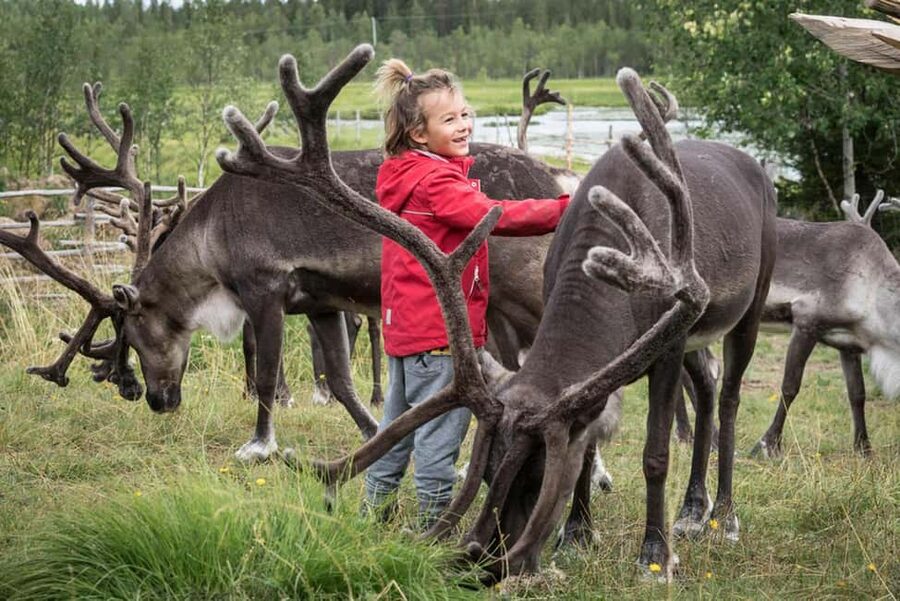 Rovaniemi: Summer/Autumn Reindeer Farm Experience - Feeding the reindeer, with antlers very close