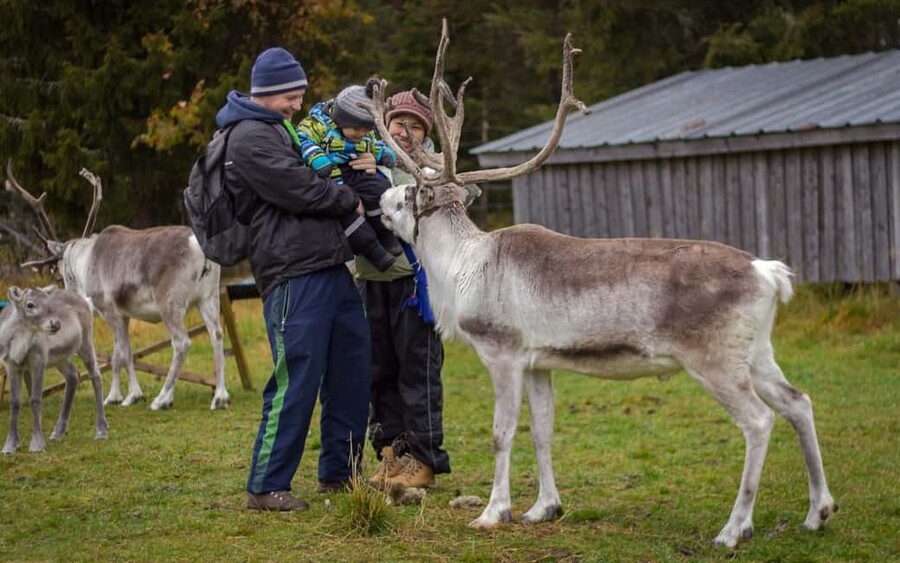 Rovaniemi: Summer/Autumn Reindeer Farm Experience - A simple two-hour visit with several useful parts