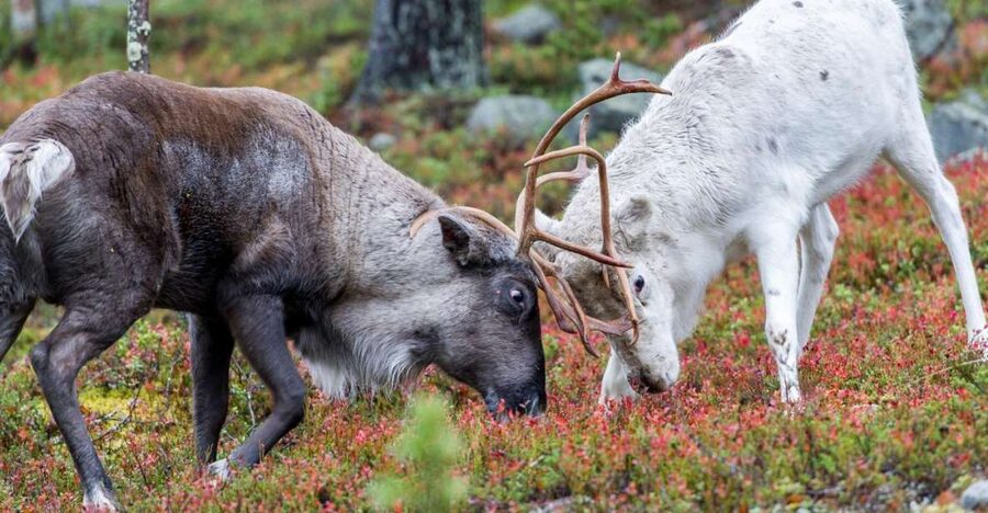 Rovaniemi: Summer Reindeer Farm Experience - Key points at a glance