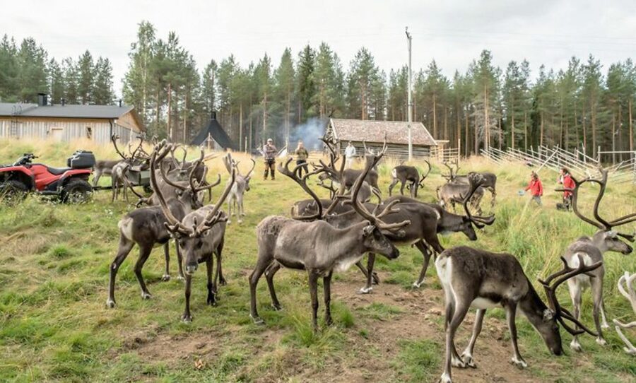 Rovaniemi: Summer Reindeer Farm Experience - Seeing reindeer in their summer setting