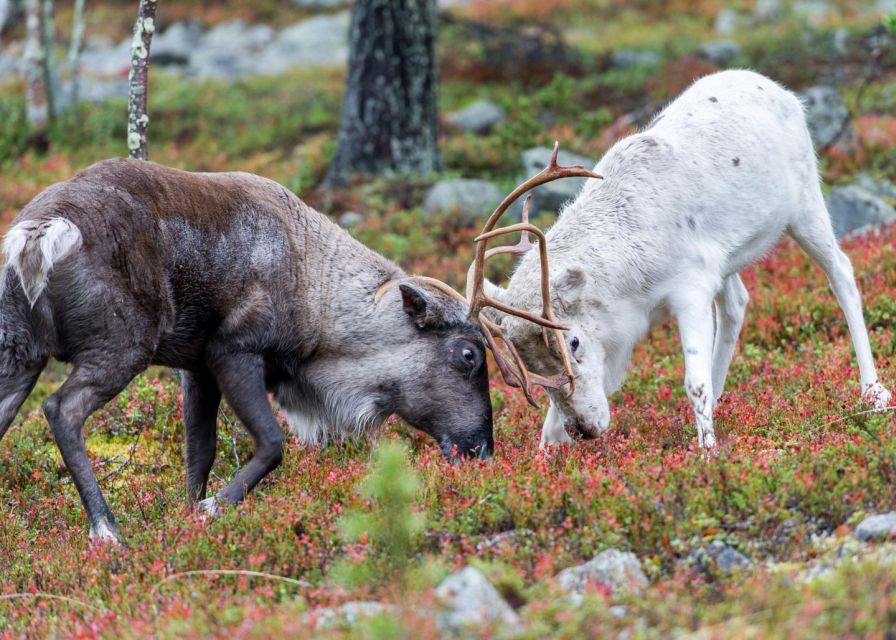 Rovaniemi: Summer Reindeer Farm Experience - Why a small group makes a difference