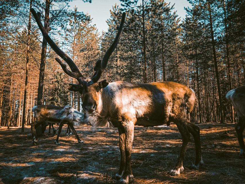Rovaniemi: Summer Reindeer Farm Experience - Should you book the Rovaniemi summer reindeer experience?