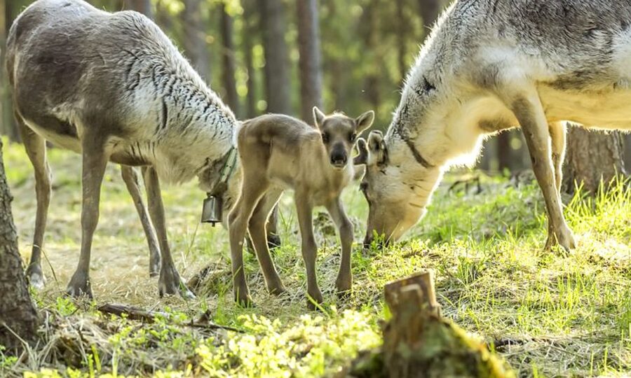 Rovaniemi: Summer Reindeer Farm Experience - Meeting a Lapland reindeer herder
