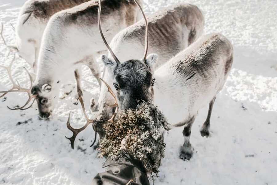 Rovaniemi: Visit to Santa's reindeer farm with reindeer ride - Key points to know before booking