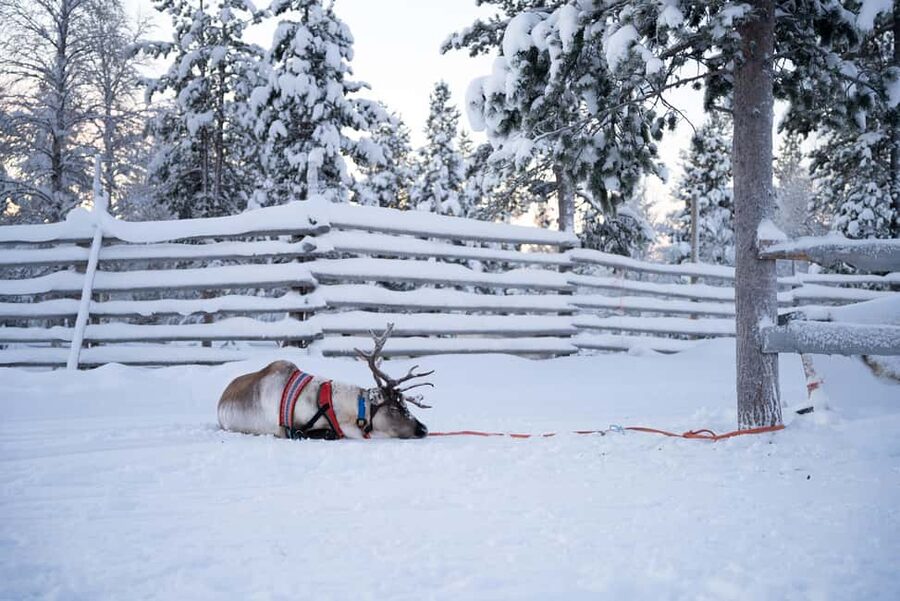 Saariselkä: Reindeer Farm Experience with Snack and Drinks - Sausages and warm drinks in the Aurora Hut