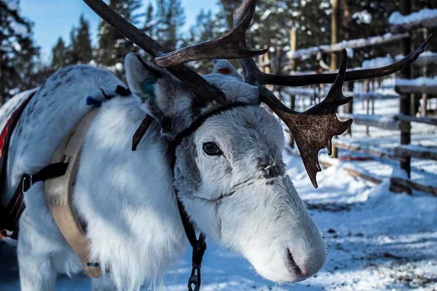 Saariselkä: Reindeer Farm Experience with Snack and Drinks - An evening under the northern sky