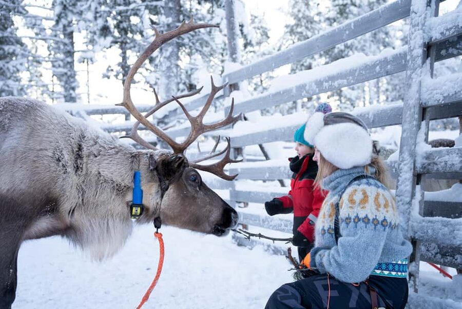 Saariselkä: Reindeer Farm Experience with Snack and Drinks - How the one-hour schedule works